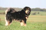 DOGUE DU TIBET 647
